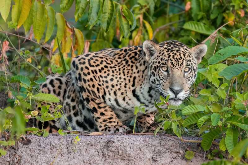 Jaguar in Parque Estadual Encontro das Águas, Brazil