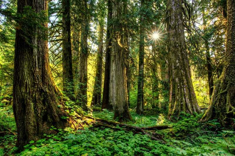 1000 years forest in mount rainer national park - jigsaw puzzle