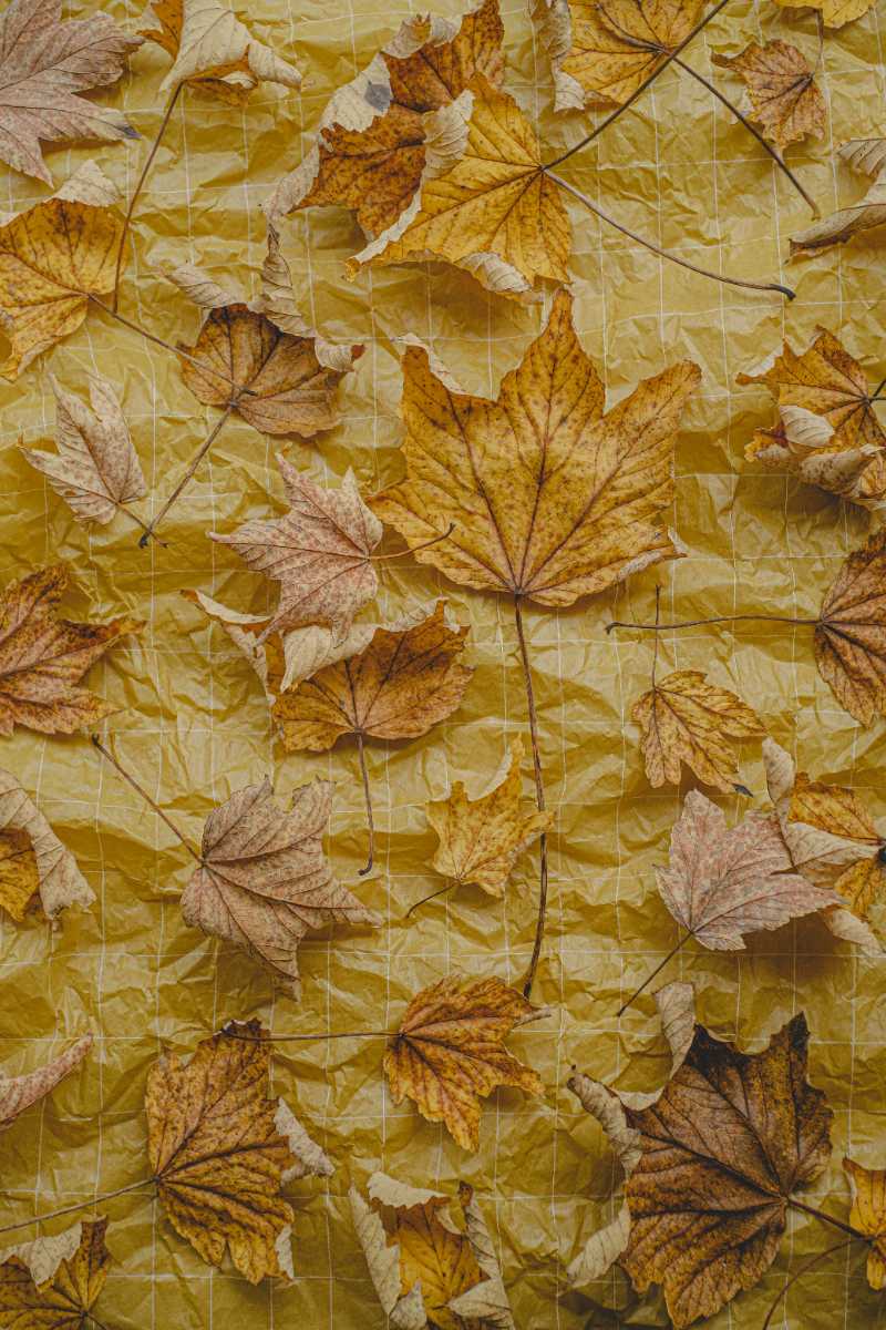 a close up of a wall with leaves on it - jigsaw puzzle