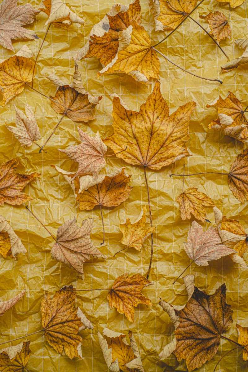 A Close Up Of A Wall With Leaves On It Jigsaw Puzzle A Close Up Of A Wall With Leaves On It Jigsaw Puzzle
