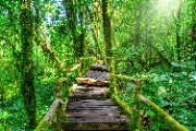 Ang ka nature trail in Doi Inthanon national park - jigsaw puzzle