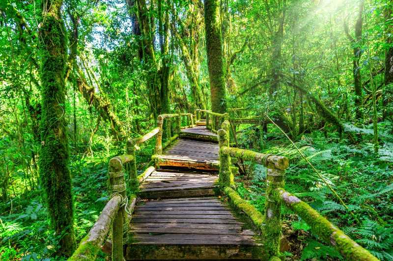 Ang ka nature trail in Doi Inthanon national park - jigsaw puzzle