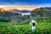 Asian woman wearing Vietnam culture traditional in strawberry garden on Doi Ang Khang - jigsaw puzzle