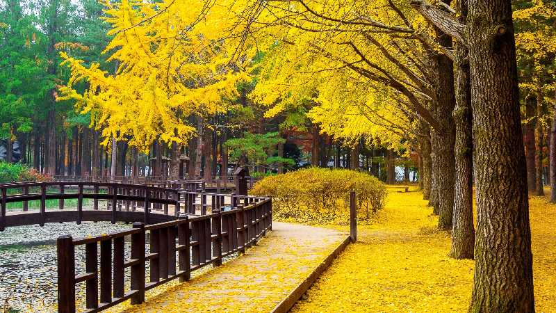 Autumn with ginkgo tree in Nami Island - jigsaw puzzle