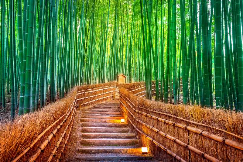 Bamboo Forest in Kyoto - jigsaw puzzle