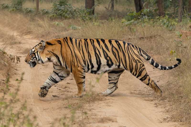 Bengal tiger in Sanjay Dubri Tiger Reserve, Madhya Pradesh, India