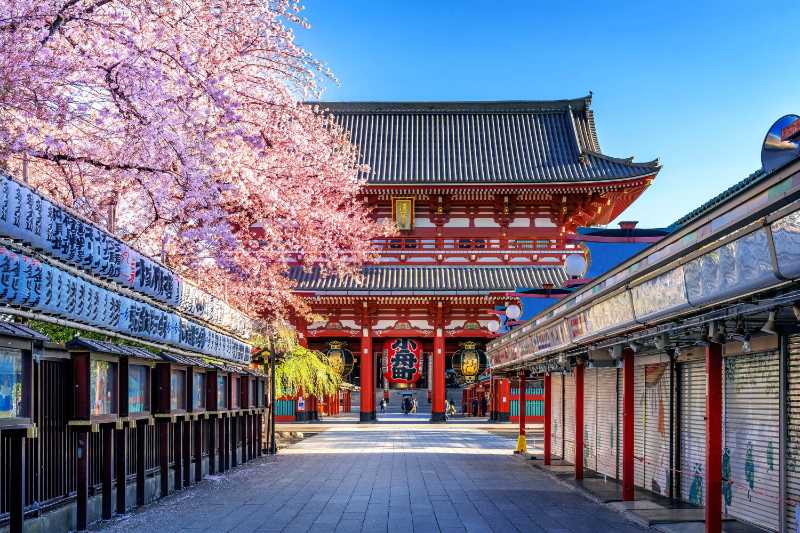 Cherry blossoms and Sensoji Temple in Asakusa Tokyo - jigsaw puzzle