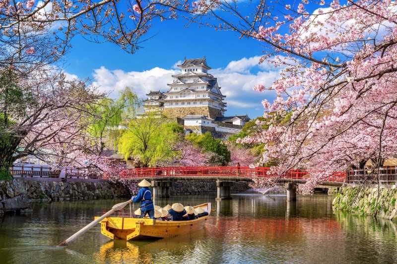 Cherry blossoms and castle in Himeji - jigsaw puzzle