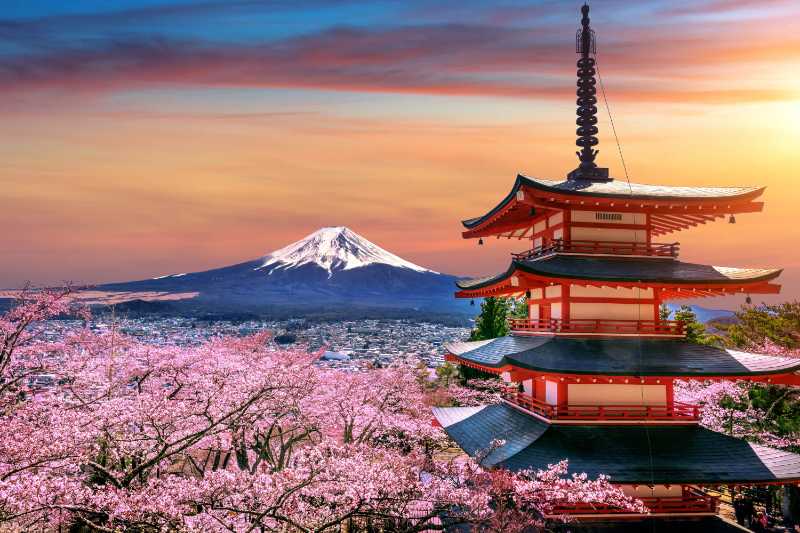 Cherry blossoms in spring, Chureito pagoda and Fuji mountain at sunset - jigsaw puzzle