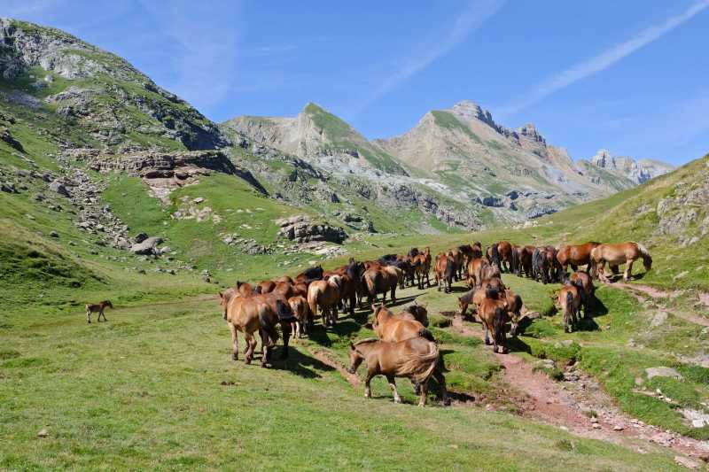 erd of horses on summer mountain pasture in the Pyrenees - jigsaw puzzle