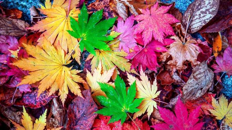 Colorful maple leaves in autumn - jigsaw puzzle