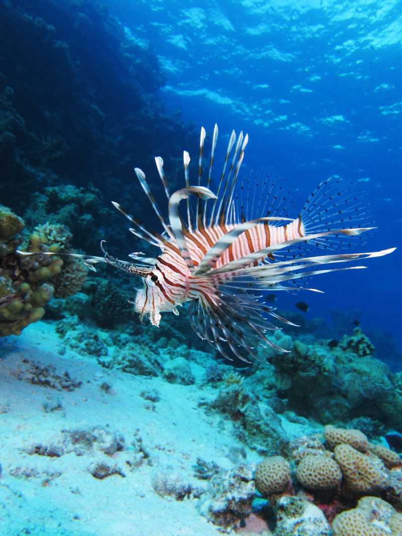 Common lionfish at Shaab El Erg reef - jigsaw puzzle