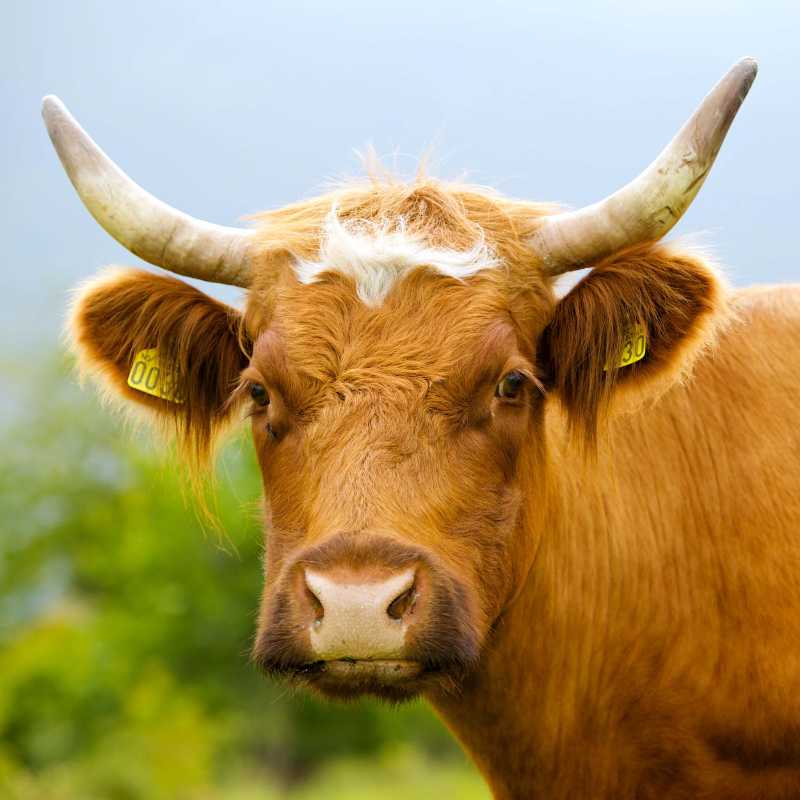 Cow horned portrait - jigsaw puzzle