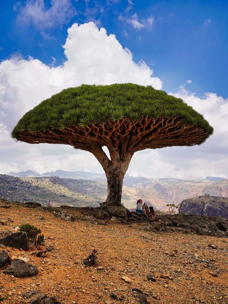 Dragon blood tree - jigsaw puzzle