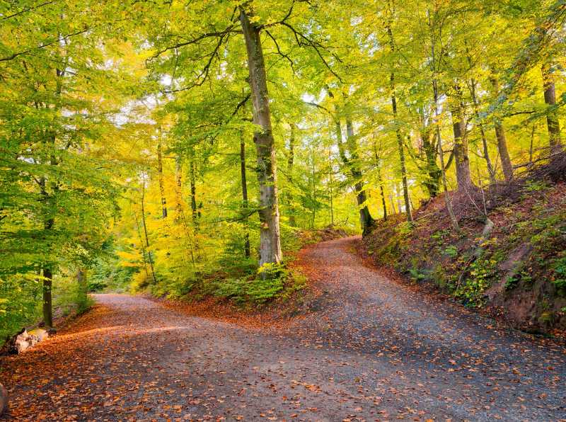 Forest in the natural reserve Rotwildpark - jigsaw puzzle