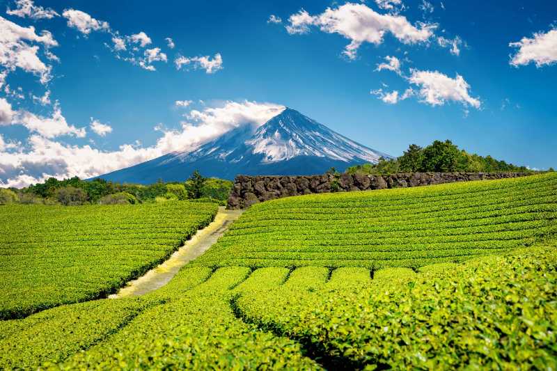 Fuji mountains and green tea plantation in Shizuoka - jigsaw puzzle