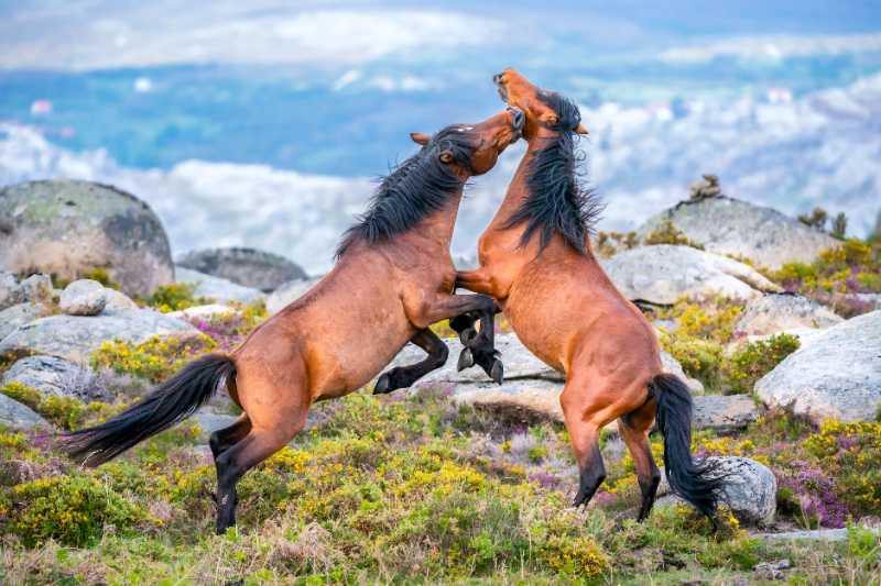 A fight between two Garranos horses - jigsaw puzzle