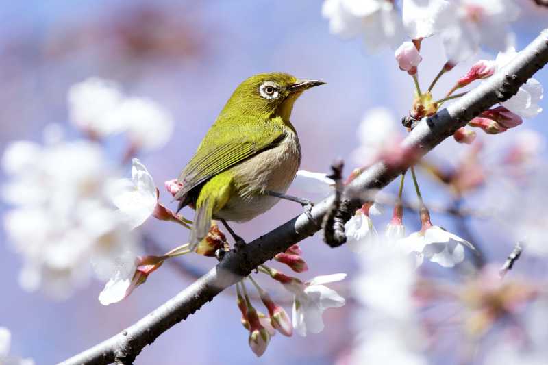 Ojo blanco japonés en Osaka
