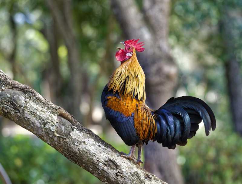 A cockerel sitting on a tree and crowing - jigsaw puzzle