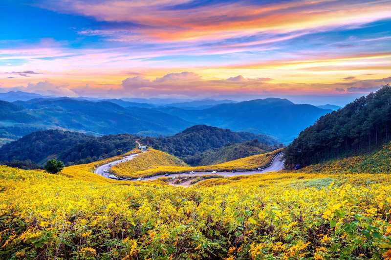 Mae Hong Son Province sunflower field at sunset - jigsaw puzzle