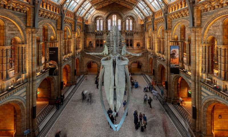 the Natural History Museum in London
