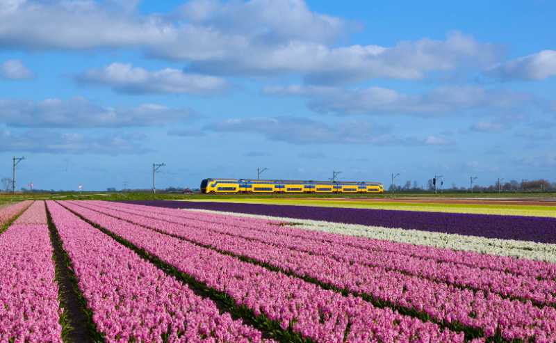 An Intercity passes a field in full bloom - jigsaw puzzle