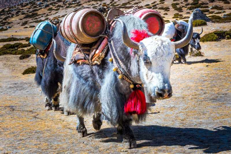 Nepal Yak Himalaya trekking - jigsaw puzzle