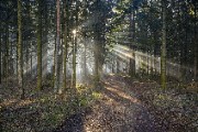 Paudorf forest path on Eichberg - jigsaw puzzle