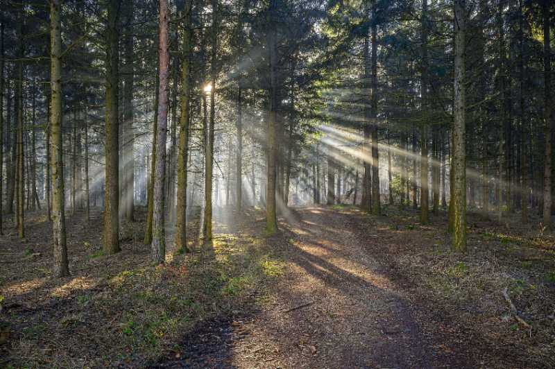 Paudorf forest path on Eichberg - jigsaw puzzle