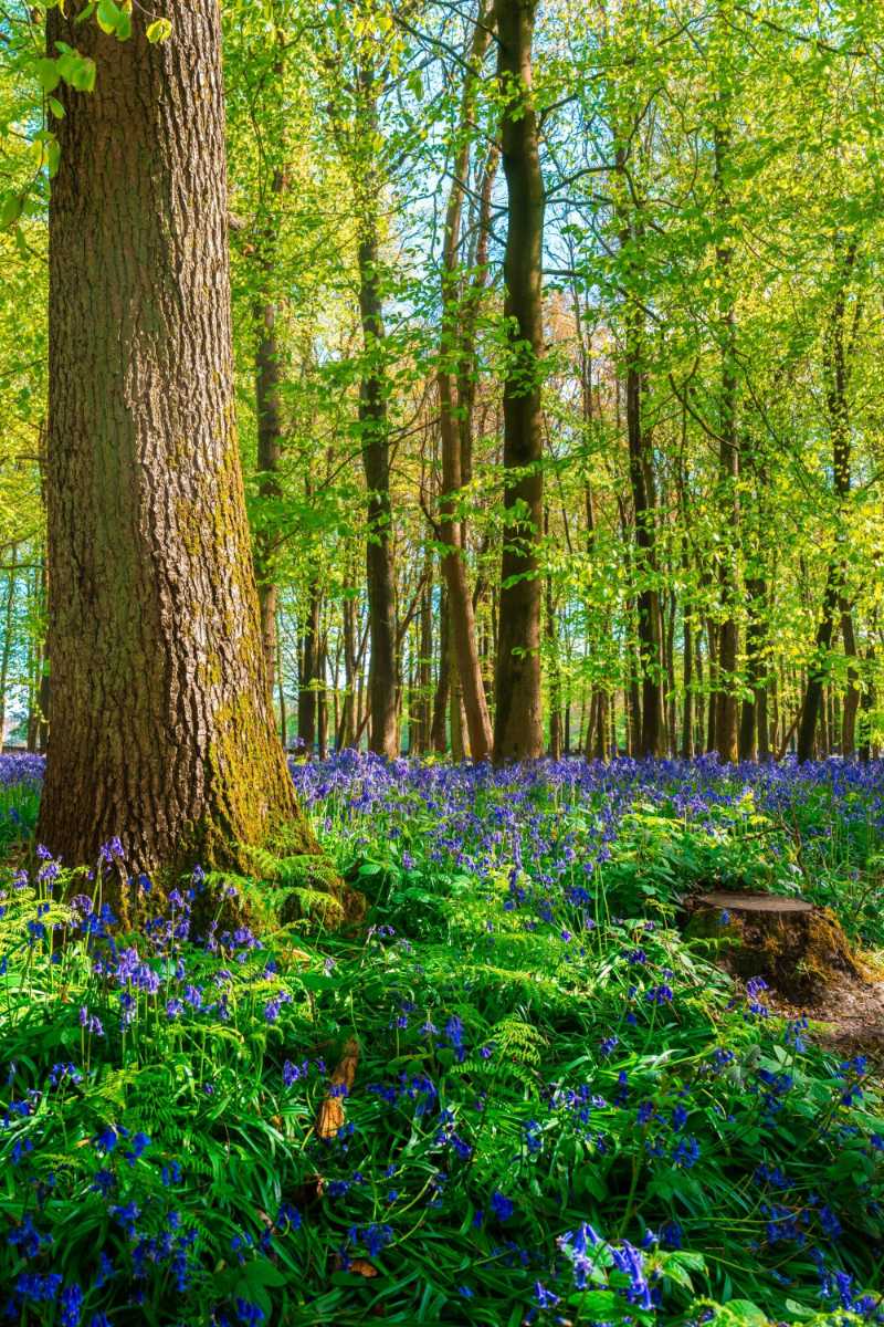 Purple flowers in the forest - jigsaw puzzle