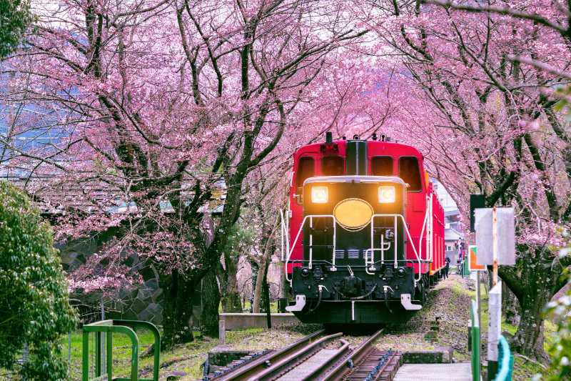 Romantic train runs through tunnel of cherry blossoms in Kyoto - jigsaw puzzle