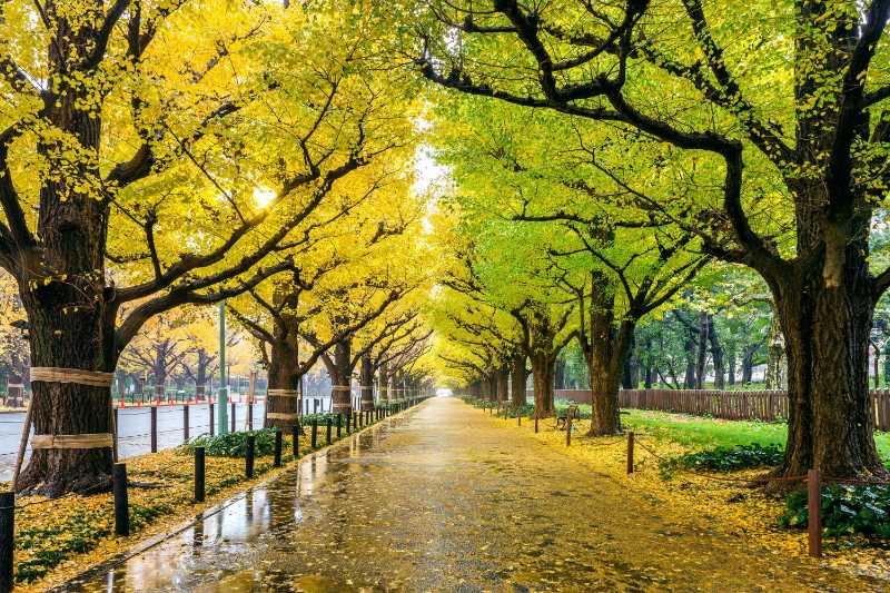 Row of yellow ginkgo tree in autumn Autumn park in Tokyo - jigsaw puzzle