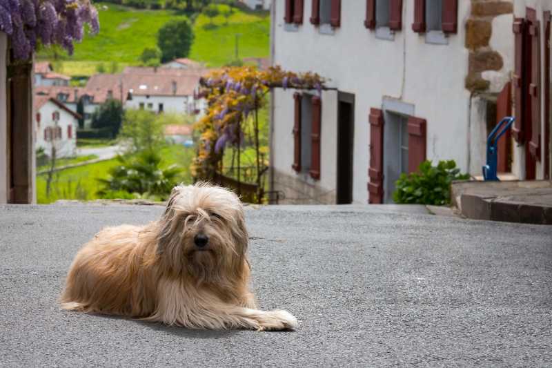 Catalan sheep dog in Sara - jigsaw puzzle