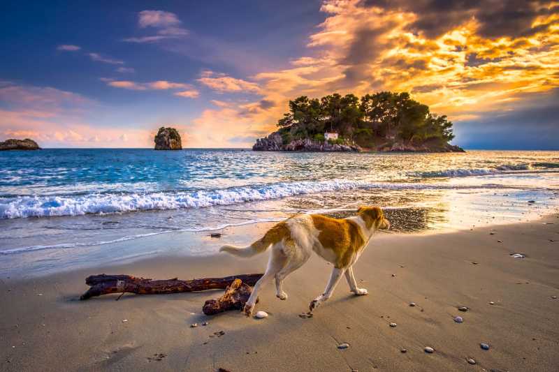 Sunset dog running on the beach - jigsaw puzzle