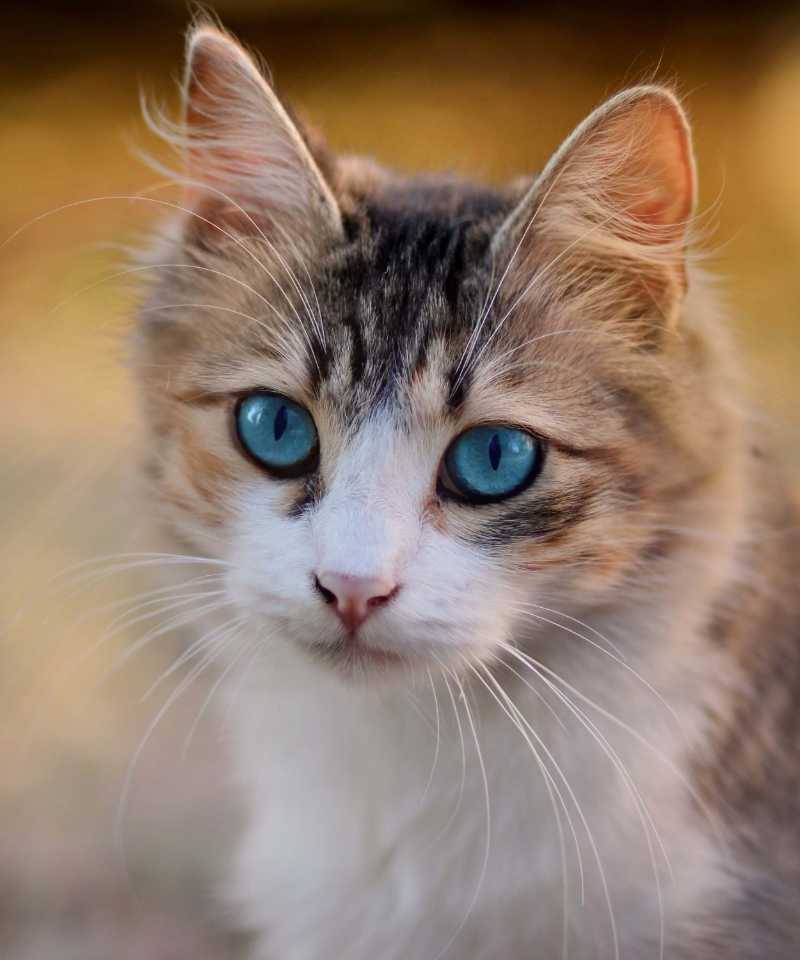 Tabby cat with blue eyes - jigsaw puzzle