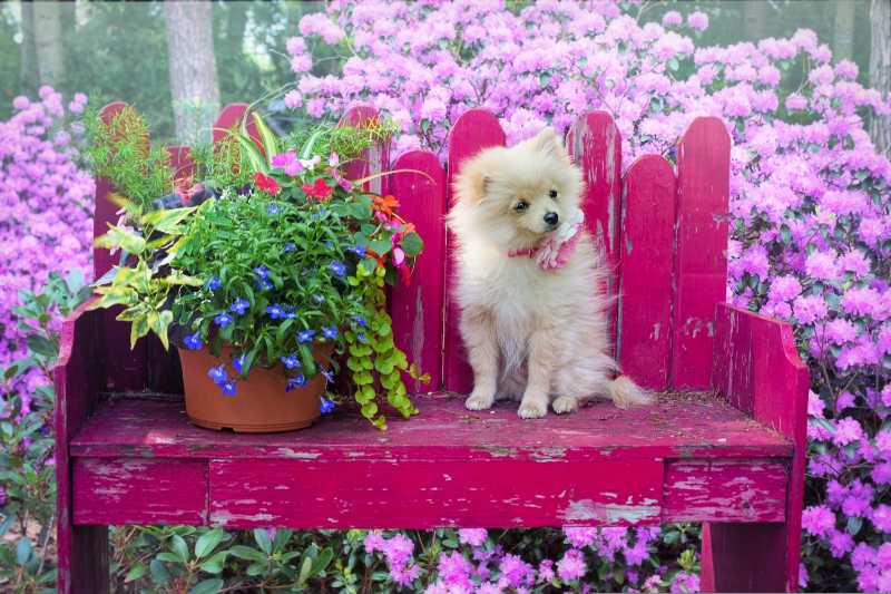 The puppy sitting on the bench with flowers behind - jigsaw puzzle