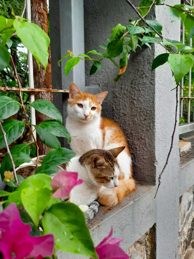 Two cats sitting by the window - jigsaw puzzle