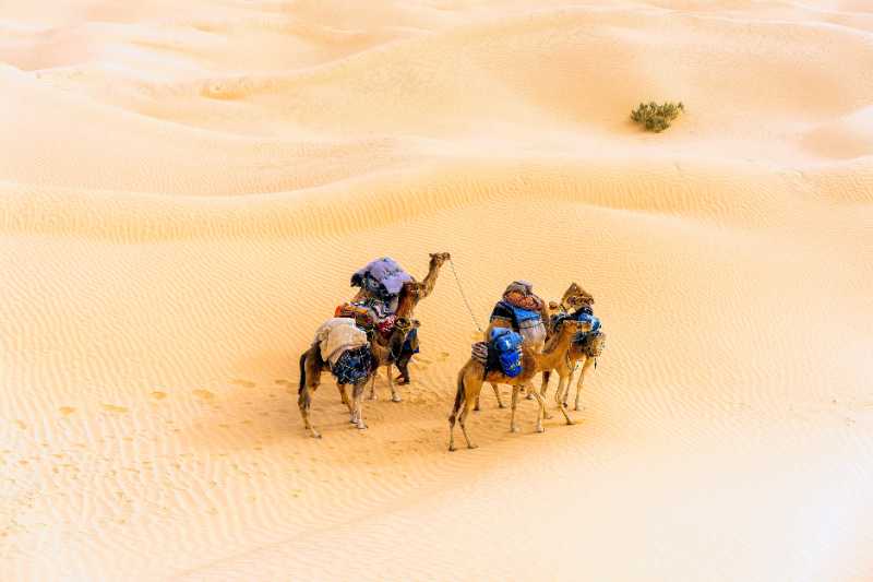 
A group of camels in the Tunisian desert - jigsaw puzzle