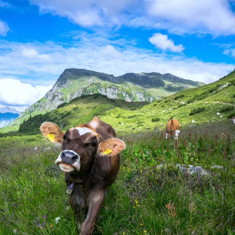 Cattle in the Kops and Zeinis lake area - jigsaw puzzle