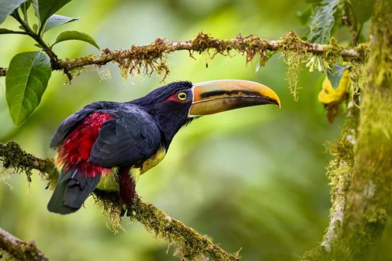 un uccello colorato appollaiato su un ramo di un albero