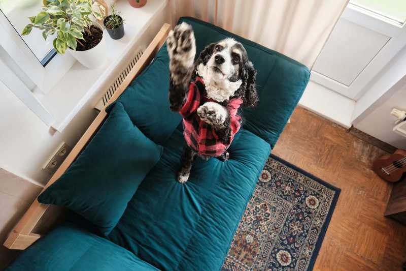 A dog sitting on a couch in a living room
