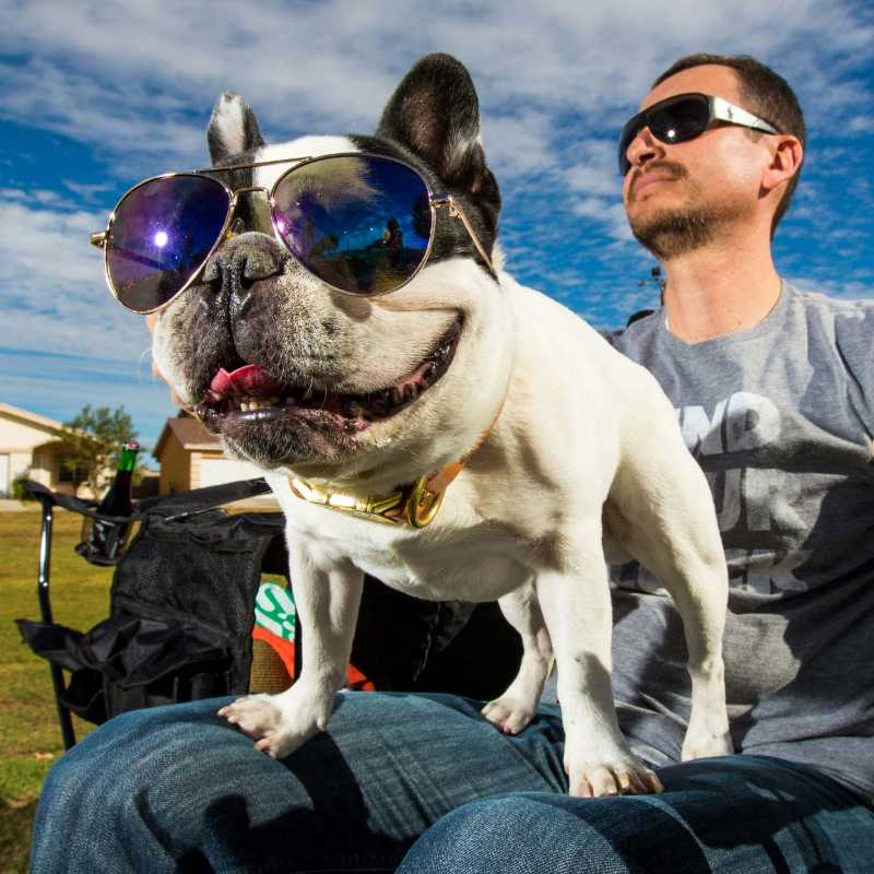 A french bulldog enjoys the outdoors