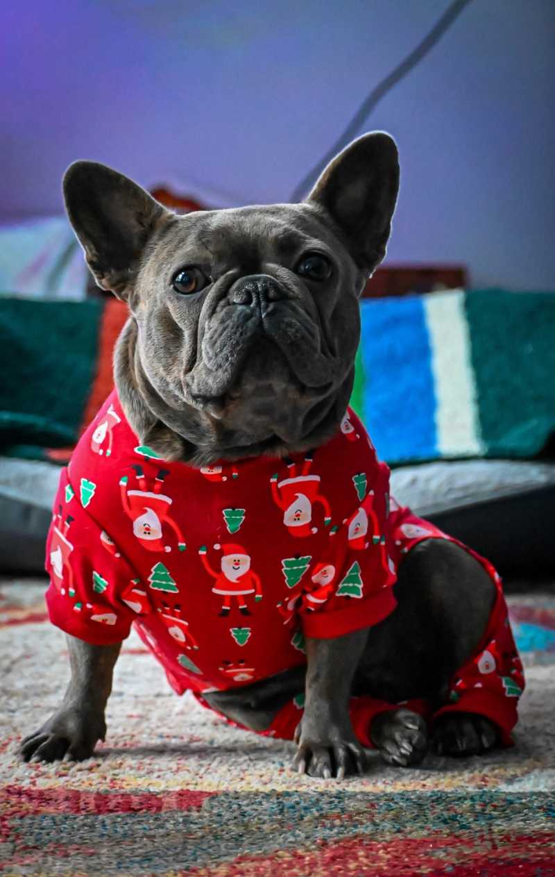 a french bulldog wearing a red christmas sweater - jigsaw puzzle