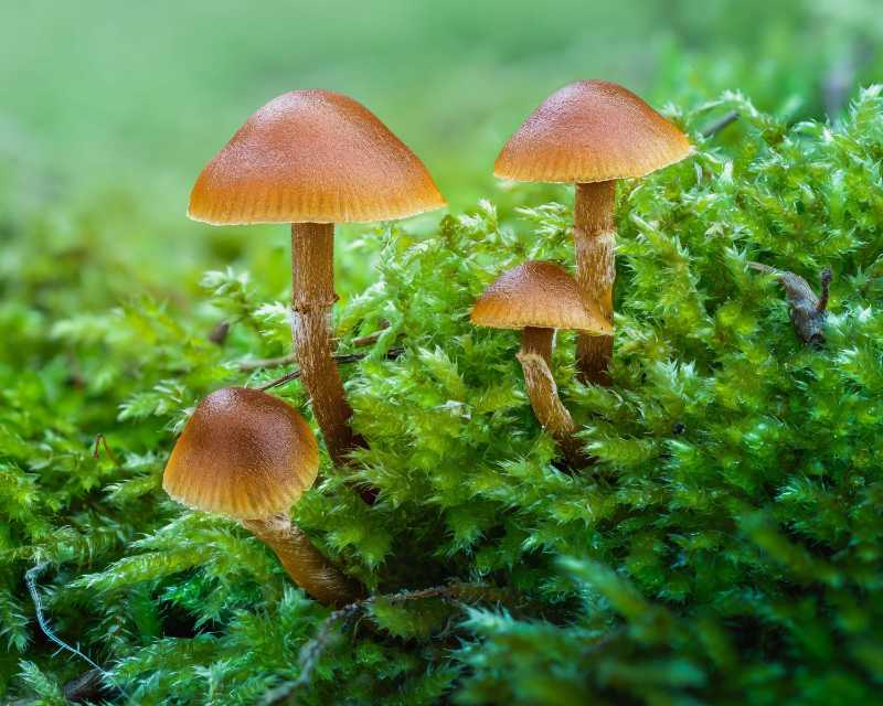 a group of brown mushrooms growing on vibrant green moss in the forest