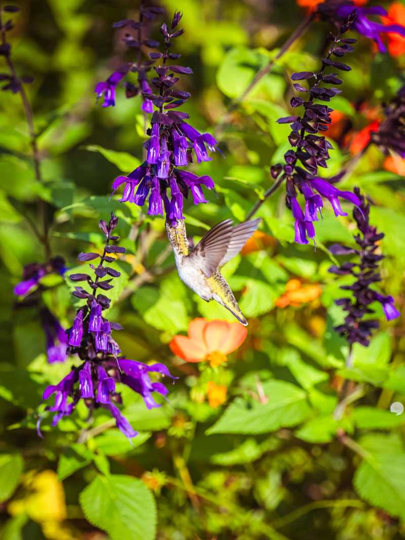 a hummingbird is flying over purple flowers