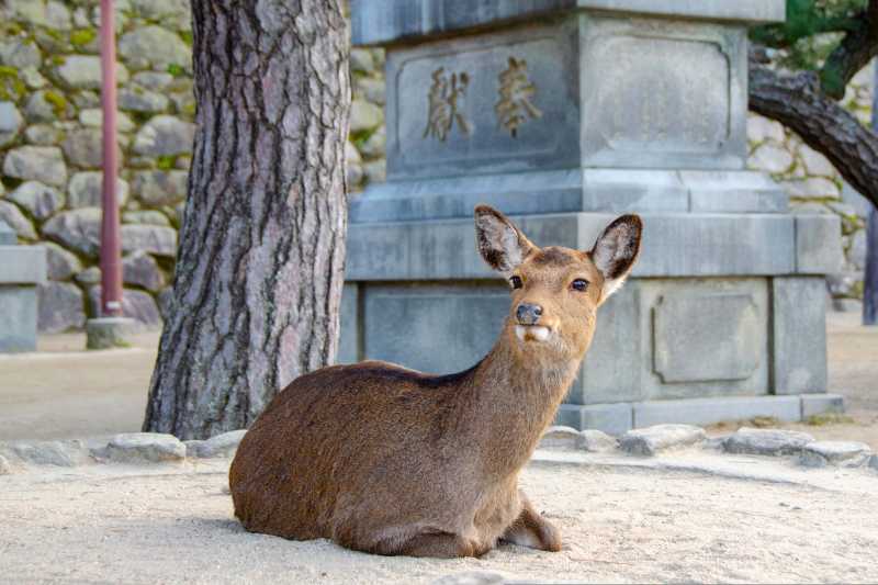 A Journey to Nara Japan Sika Deer and Shinto Shrine Ruins