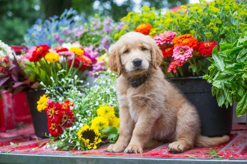 a puppy sitting in front of a bunch of flowers - jigsaw puzzle