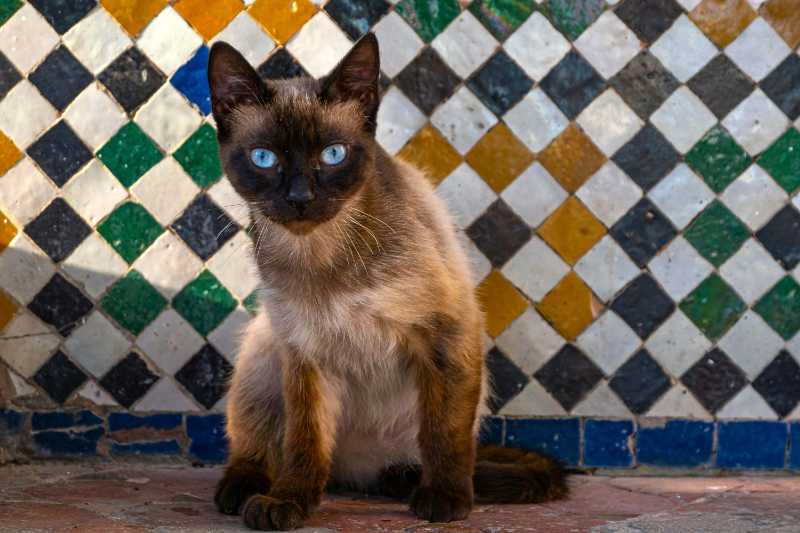 a siamese cat sitting in front of a tiled wall - jigsaw puzzle