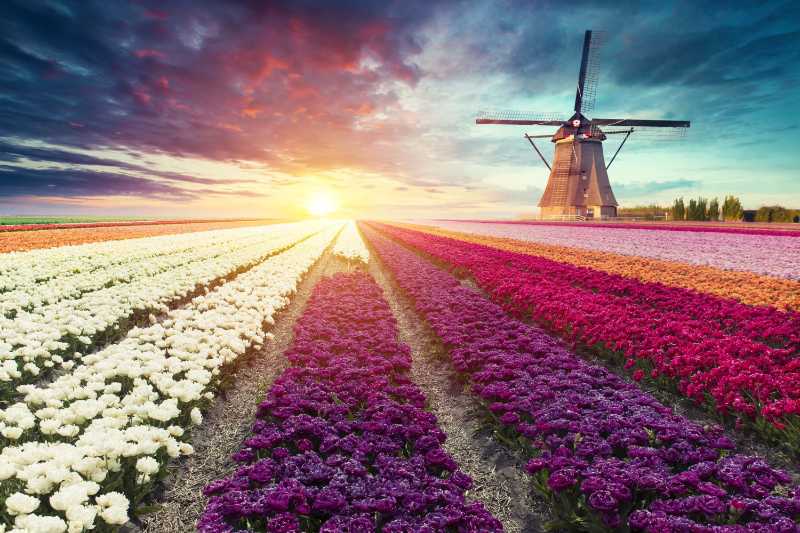 Un moulin à vent dans un champ de tulipes avec le soleil couchant derrière lui