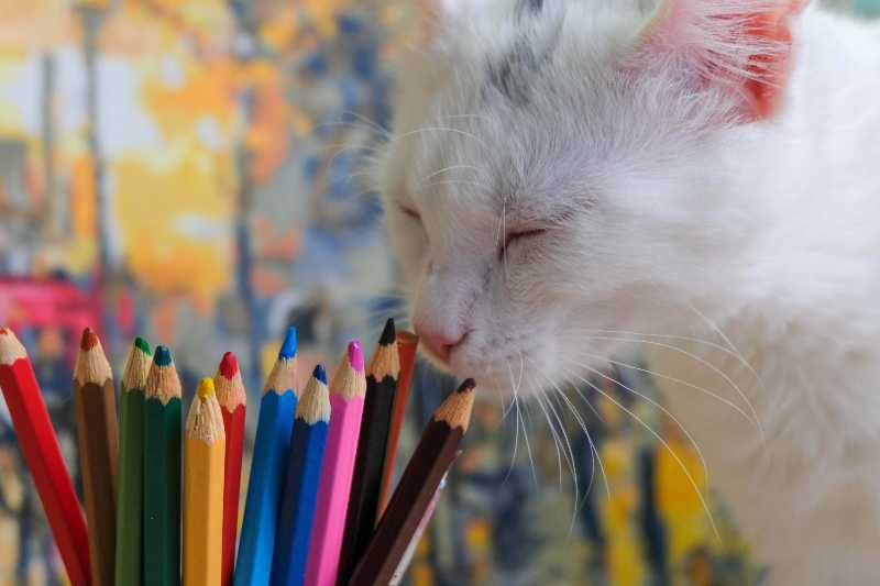A young domestic white cat smelling with her eyes closed the colorful crayons